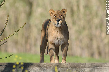 Lecocq zoo. Lioness. Helena. - Department of Montevideo - URUGUAY. Foto No. 32519