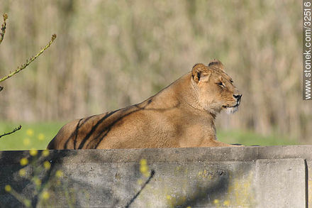 Lecocq zoo. Lioness. - Department of Montevideo - URUGUAY. Foto No. 32516