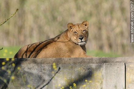 Lecocq zoo. Lioness. - Department of Montevideo - URUGUAY. Foto No. 32517
