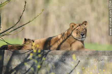 Lecocq zoo. Lioness and its cub. - Department of Montevideo - URUGUAY. Photo #32534