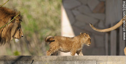Lecocq zoo. Lion cub between his parents. - Department of Montevideo - URUGUAY. Photo #32514