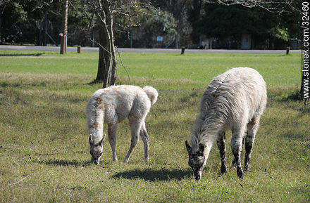 Lecocq zoo. Llamas. - Department of Montevideo - URUGUAY. Photo #32460