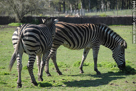 Lecocq Park. Zebras. - Department of Montevideo - URUGUAY. Photo #32444