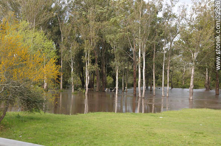 Flooding fields around the Tacuarembó Chico river - Tacuarembo - URUGUAY. Photo #32586