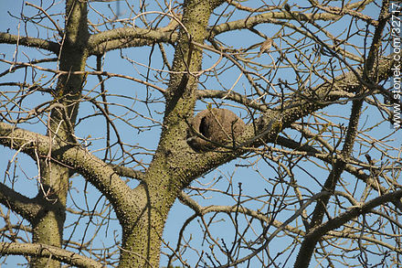Ovenbird nest. - Department of Montevideo - URUGUAY. Photo #32717