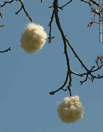 Algodón del fruto del palo borracho - Flora - IMÁGENES VARIAS. Foto No. 32719
