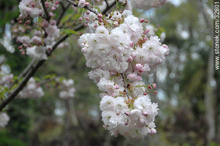 White cherry flower - Department of Montevideo - URUGUAY. Foto No. 32801