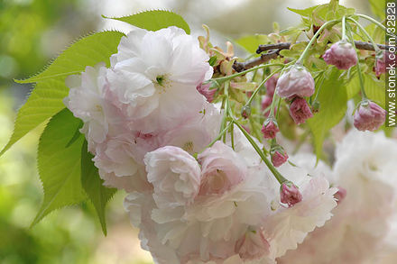 Cerezos en flor en el Jardín Japonés. - Flora - IMÁGENES VARIAS. Foto No. 32828