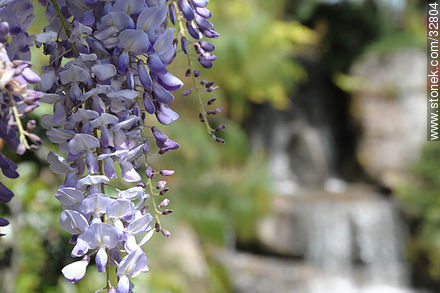 Wisteria in Montevideo Japanese Garden. - Flora - MORE IMAGES. Photo #32804