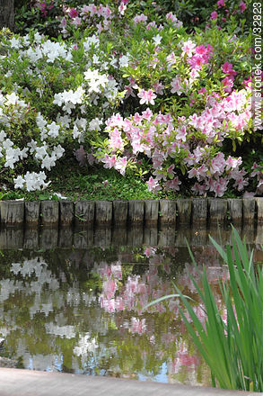 Azaleas en el Jardín Japonés - Departamento de Montevideo - URUGUAY. Foto No. 32823