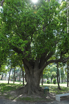 Alcanfor. Monumento vegetal en el Prado - Departamento de Montevideo - URUGUAY. Foto No. 32838
