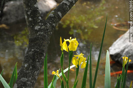 Iris amarillos - Departamento de Montevideo - URUGUAY. Foto No. 32805