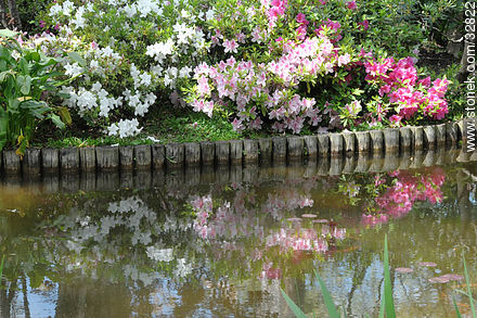 Azaleas en el Jardín Japonés - Departamento de Montevideo - URUGUAY. Foto No. 32822