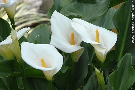 Calla lily in Montevideo Japanese Garden. - Department of Montevideo - URUGUAY. Foto No. 32817