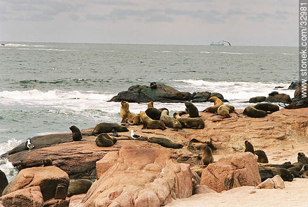 Sea lions or sea wolves colony. - Punta del Este and its near resorts - URUGUAY. Foto No. 32981