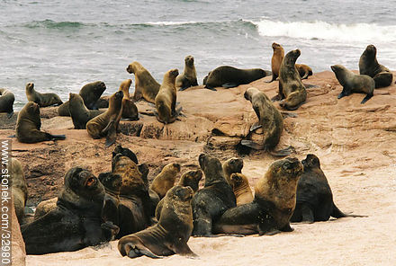 Male sea lions - Punta del Este and its near resorts - URUGUAY. Foto No. 32980