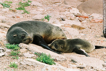Female sea wolf or sea lion and its baby - Punta del Este and its near resorts - URUGUAY. Foto No. 32977