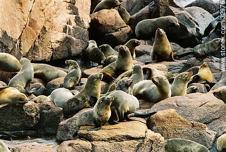 Grupo de hembras de lobo marino fino o de dos pelos en la Isla de Lobos - Punta del Este y balnearios cercanos - URUGUAY. Foto No. 32975