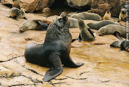 Lobo Marino macho con su harén en la Isla de Lobos. - Punta del Este y balnearios cercanos - URUGUAY. Foto No. 32971