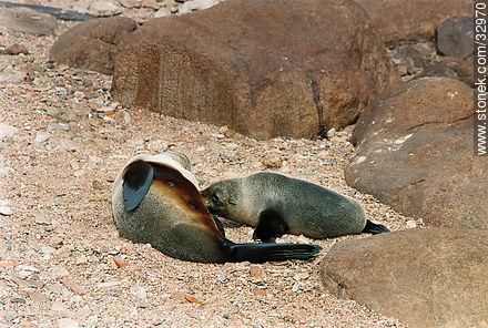 Female sea wolf or sea lion breastfeeding its baby - Punta del Este and its near resorts - URUGUAY. Foto No. 32970