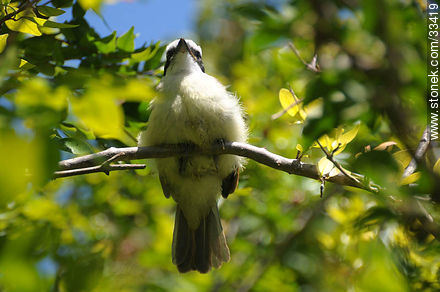 Benteveo cuidando el nido - Fauna - IMÁGENES VARIAS. Foto No. 33419