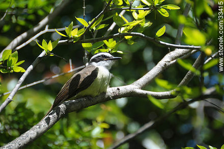 Benteveo cuidando el nido - Fauna - IMÁGENES VARIAS. Foto No. 33415