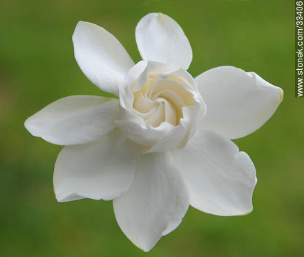 Flor de jazmín del cabo. Gardenia Jasminoides. - Flora - IMÁGENES VARIAS. Foto No. 33406