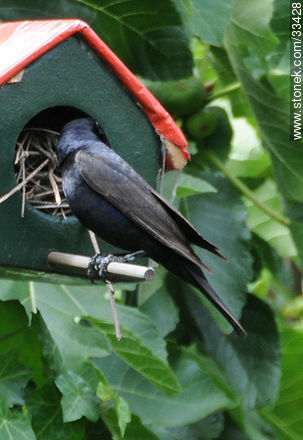 Tordo macho buscando lugar en nido ajeno - Fauna - IMÁGENES VARIAS. Foto No. 33428