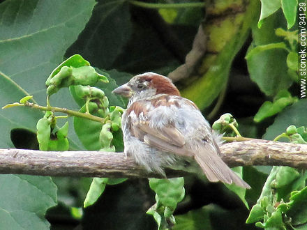 Sparrow - Fauna - MORE IMAGES. Photo #34129
