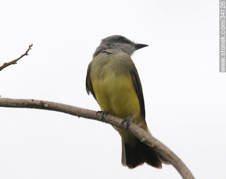 Tropical Kingbird - Fauna - MORE IMAGES. Photo #34126