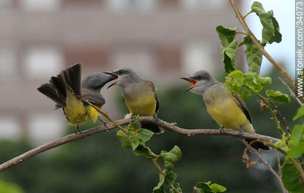 Tropical Kingbird - Fauna - MORE IMAGES. Photo #34073