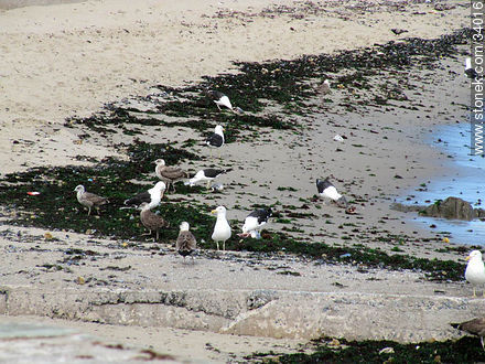 Gaviotas en Punta del Este - Punta del Este y balnearios cercanos - URUGUAY. Foto No. 34016