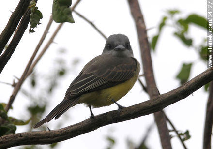 Tropical Kingbird chick - Fauna - MORE IMAGES. Photo #34127