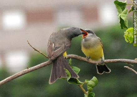 Tropical Kingbird - Fauna - MORE IMAGES. Photo #34054