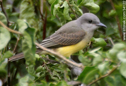 Tropical Kingbird chick - Fauna - MORE IMAGES. Photo #34122