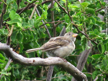 Sparrow - Fauna - MORE IMAGES. Photo #34128