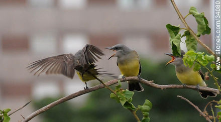 Tropical Kingbird - Fauna - MORE IMAGES. Photo #34080