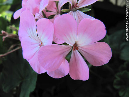 Geranium flower - Flora - MORE IMAGES. Photo #33932