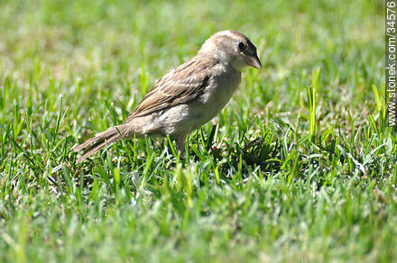 Female sparrow - Fauna - MORE IMAGES. Photo #34576