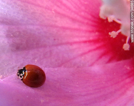 Ladybug - Fauna - MORE IMAGES. Photo #34685