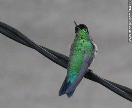Colibrí verde de espaldas - Fauna - IMÁGENES VARIAS. Foto No. 34656