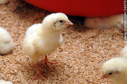 Chick - Fauna - MORE IMAGES. Photo #34676