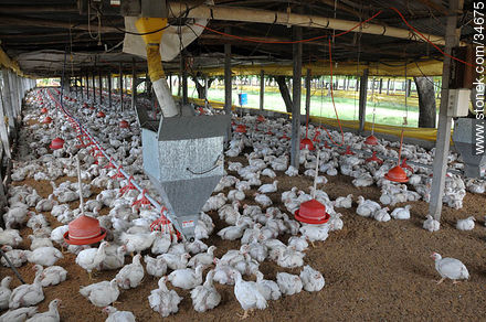 Pollos - Fauna - IMÁGENES VARIAS. Foto No. 34675