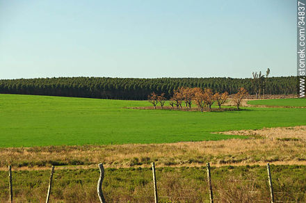 Fields of the Department of Soriano - Soriano - URUGUAY. Photo #34837