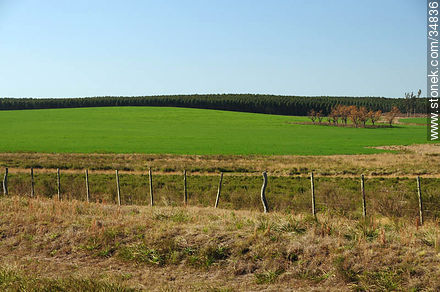 Fields of the Department of Soriano - Soriano - URUGUAY. Foto No. 34836