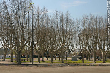 Boulevard beside the river - Soriano - URUGUAY. Foto No. 34723