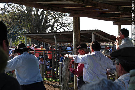 Ranching auction. - Department of Colonia - URUGUAY. Foto No. 34931