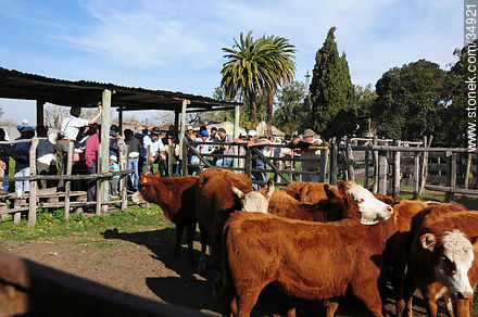 Ranching auction. - Department of Colonia - URUGUAY. Photo #34921