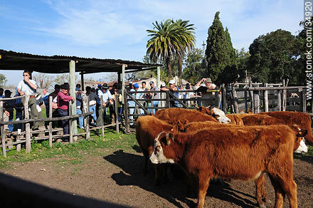 Ranching auction. - Department of Colonia - URUGUAY. Photo #34920