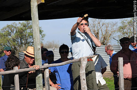 Ranching auctioneer - Department of Colonia - URUGUAY. Photo #34919